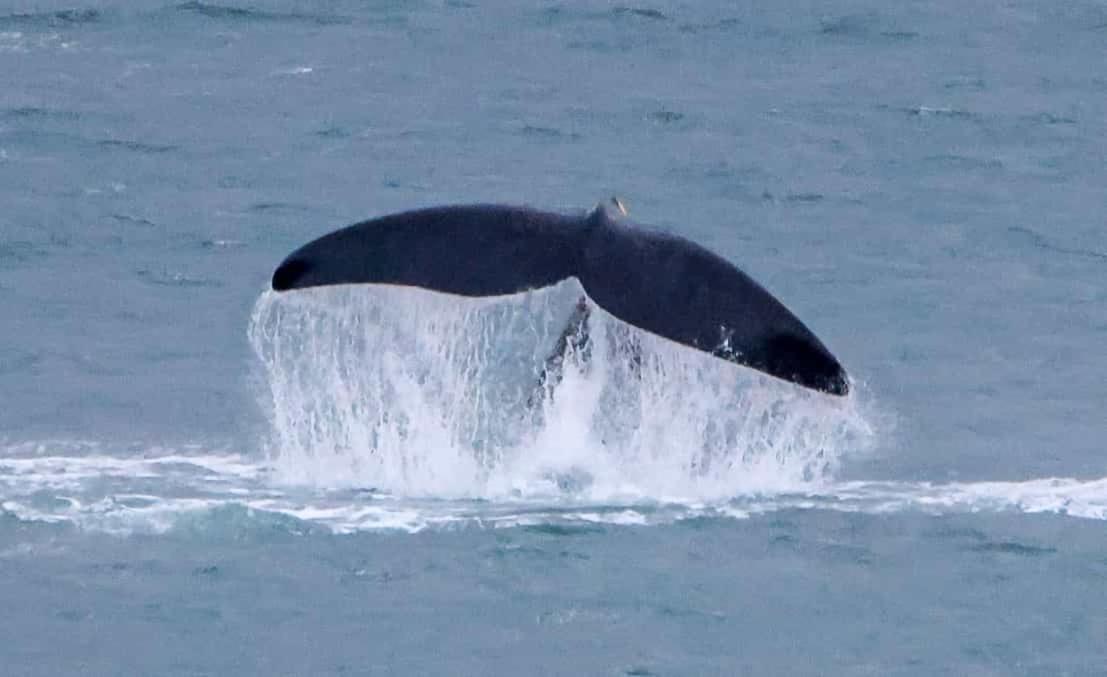 Whale Cove A103 Lägenhet De Kelders Exteriör bild